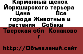 Карманный щенок Йоркширского терьера › Цена ­ 30 000 - Все города Животные и растения » Собаки   . Тверская обл.,Конаково г.